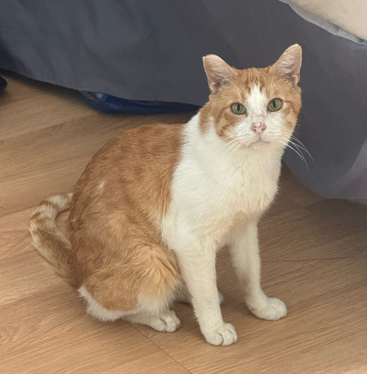 PallaviGunalan's tweet photo. i’m fostering two cats right now who desperately need homes and i’m hoping i can rally folks on here like @svershbow to get them forever homes. cosita is a 12 yr old spicy lovable grandma and tillamook is a 5 yr old lover boy who wants to be your shadow. adoptable in the LA area! https://t.co/uNfjBDii5I