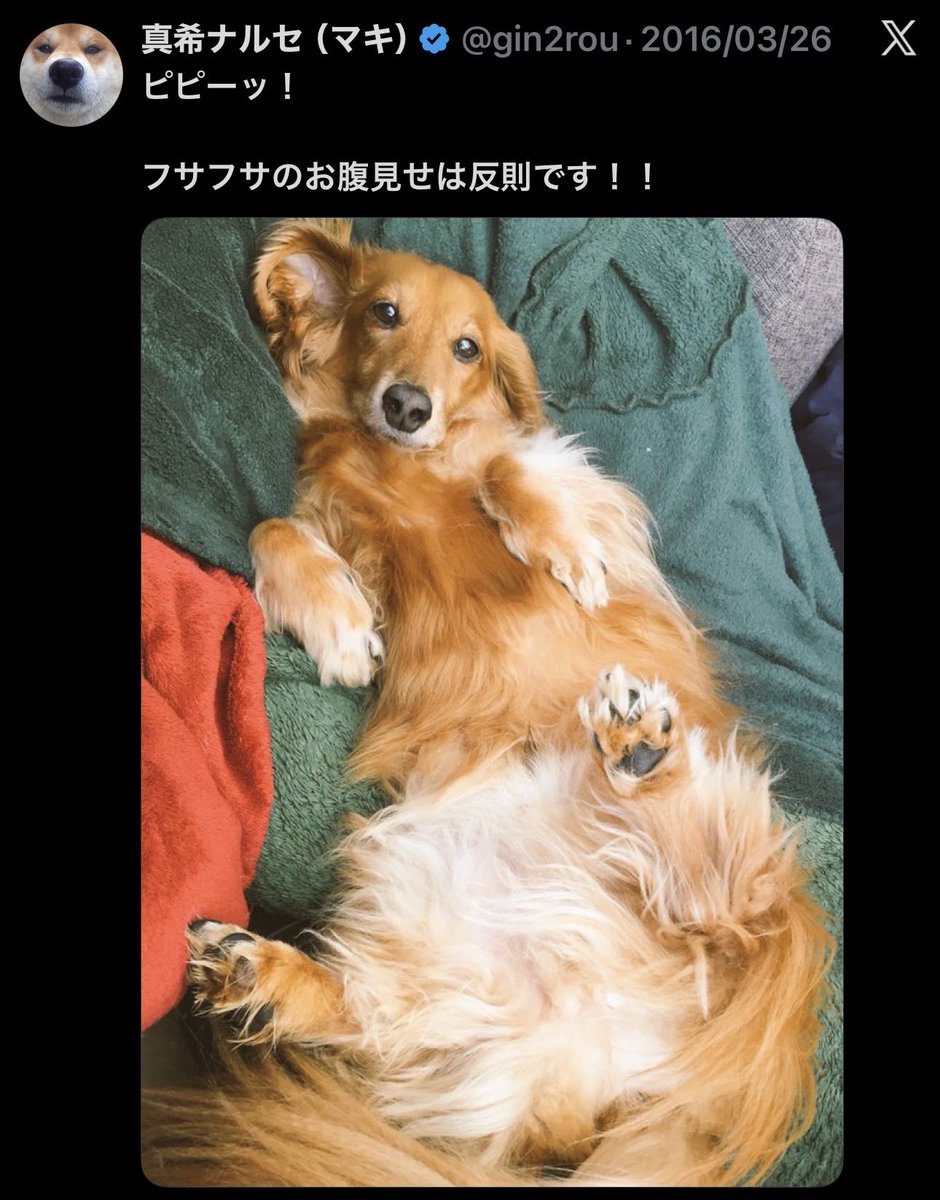 銀次郎はヘソ天が苦手でしたが、グミはフカフカのクッションやお布団さえあれば若い頃は良くお腹を出して寝ていました。

犬や猫のお腹ってなんであんなに愛らしいんでしょうね。
つい触ってしまいイヤな顔されます。

写真は2016年のグミです。

(マキ)

#グミ王子
#真希ナルセ 