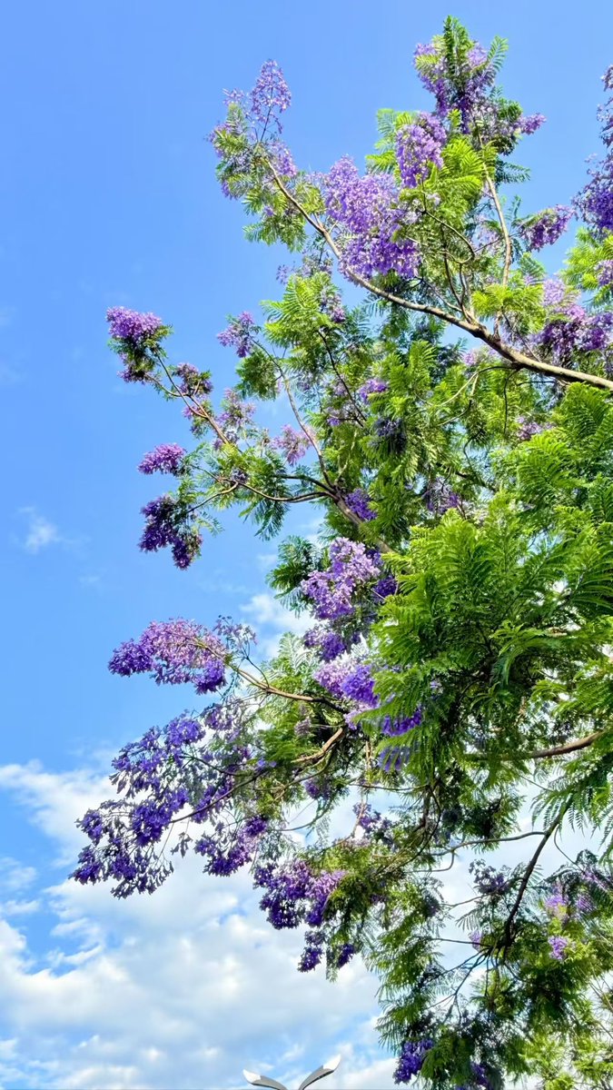 StraitHeraldFr's tweet photo. Quel été magnifique ! 
#summervibes #naturebeauty #flowersphotography #chinatravel https://t.co/LngcpRNIGO