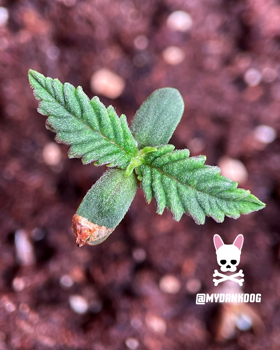 MyDankDog's tweet photo. 8 days old. She looks like a bird flying! Bloody Skunk Autoflower - Cross: Sweet Skunk Auto ร Red Poison Auto. #growyourown #cannabis #homegrower #homegrown #seedsman #sweetseeds
@SeedsmanSeeds @sweetseeds_es #cannabisculture #autoflower https://t.co/pY6BYlj9Ig