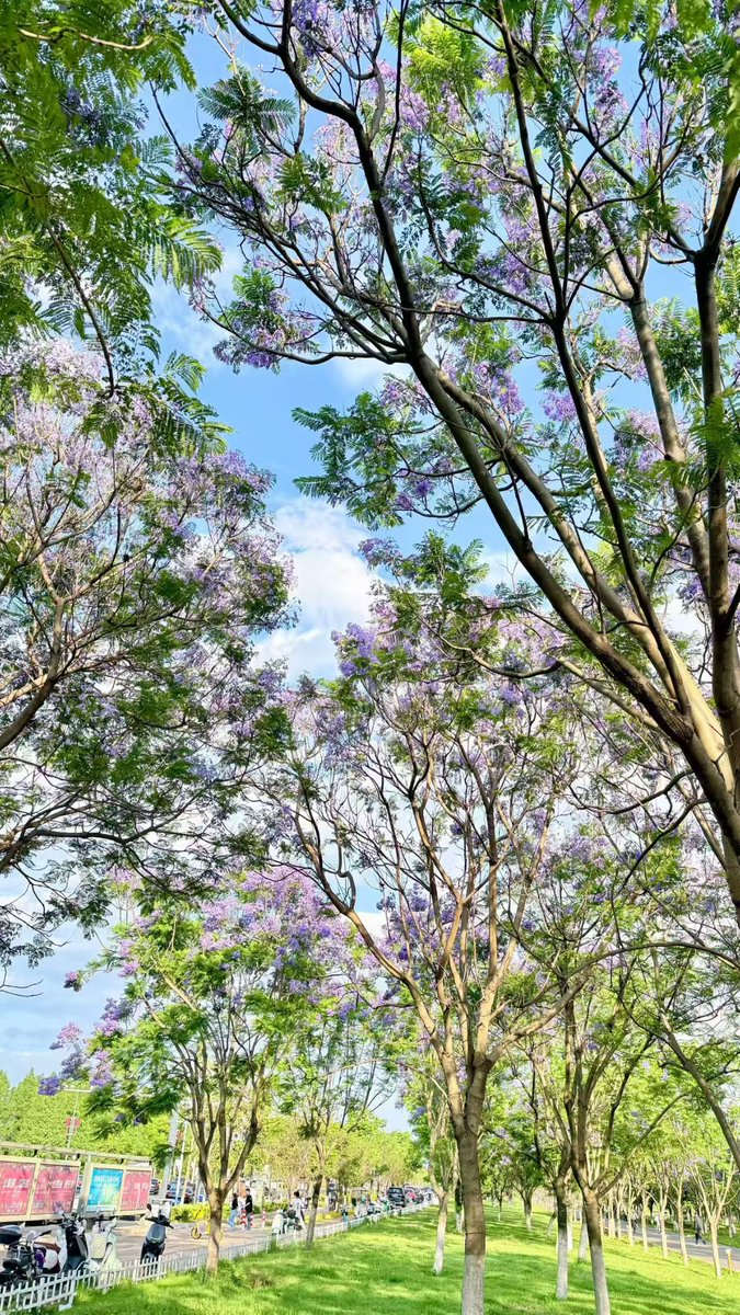 StraitHeraldFr's tweet photo. Quel été magnifique ! 
#summervibes #naturebeauty #flowersphotography #chinatravel https://t.co/LngcpRNIGO
