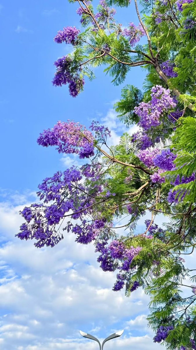 StraitHeraldFr's tweet photo. Quel été magnifique ! 
#summervibes #naturebeauty #flowersphotography #chinatravel https://t.co/LngcpRNIGO