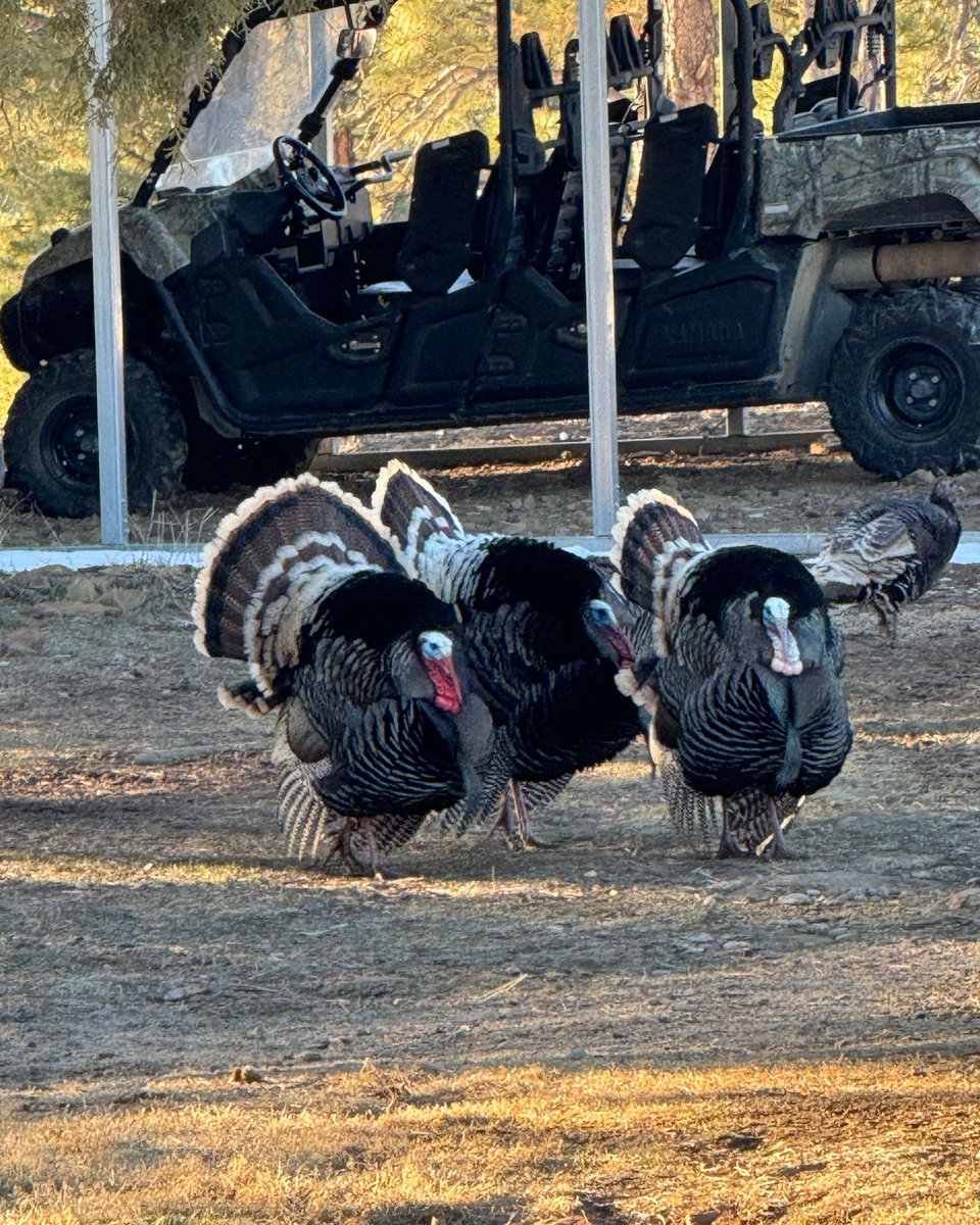 ralphandvicki's tweet photo. Caption this…
#ralphandvicki #teamsoutdoors #trackeroffroad #turkeys https://t.co/cEQg8RpcRp