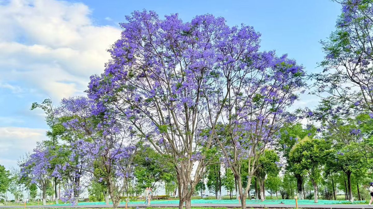 StraitHeraldFr's tweet photo. Quel été magnifique ! 
#summervibes #naturebeauty #flowersphotography #chinatravel https://t.co/LngcpRNIGO