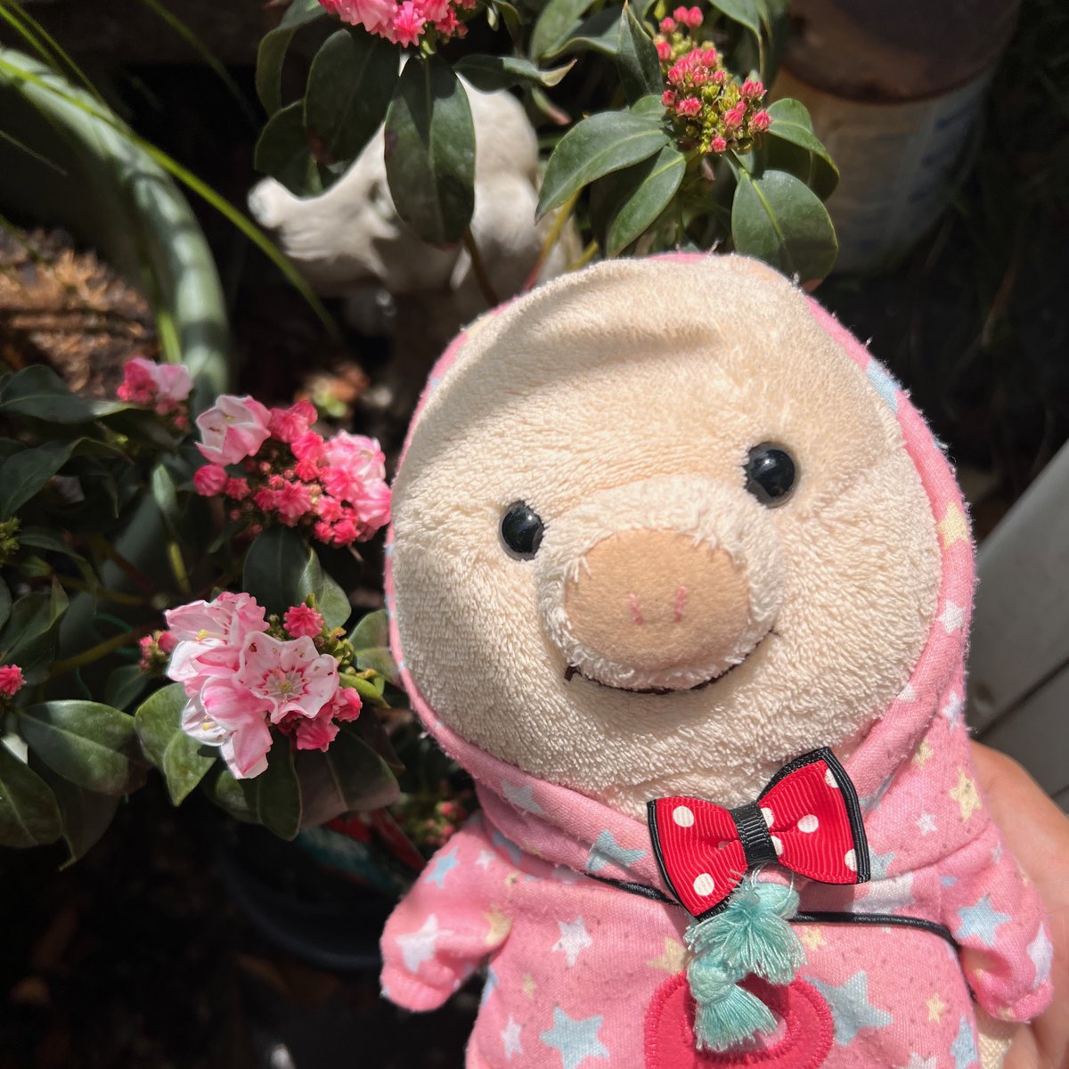 putonputon2014's tweet photo. #カルミア が咲き始めました。
#ぷーとん https://t.co/6jIwVgiGZU