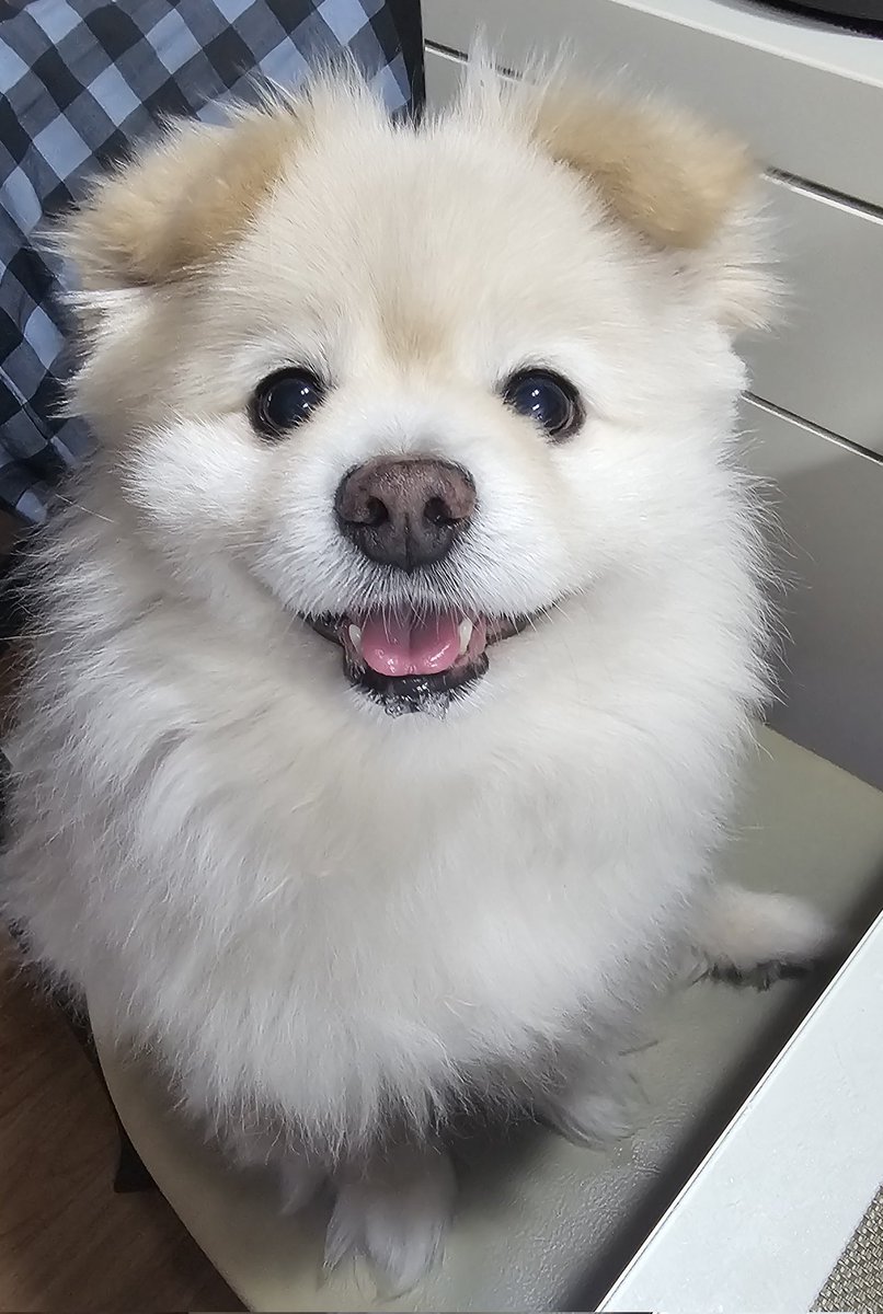 SSALBAB_RICEMI's tweet photo. 침흘려요 https://t.co/qV6fH5b3W4