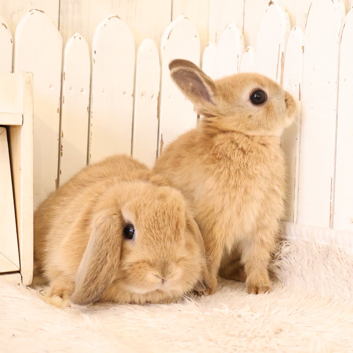 RabbitLink2's tweet photo. ちびうさぎさんがデビューします♪
今回はホーランドとネザーランドの男の子コンビ📷
ホーランドくんがやらかしちゃった（？）事件はHPのブログへどうぞ♪

そして、今月うさぎさんをお迎えの方に
ラビット・リンクで使える10,000円のポイントプレゼント！！は
いよいよ5/31まで。
気になる子が見つかったらぜひぜひ、お早めに会いにいらしてくださいね。