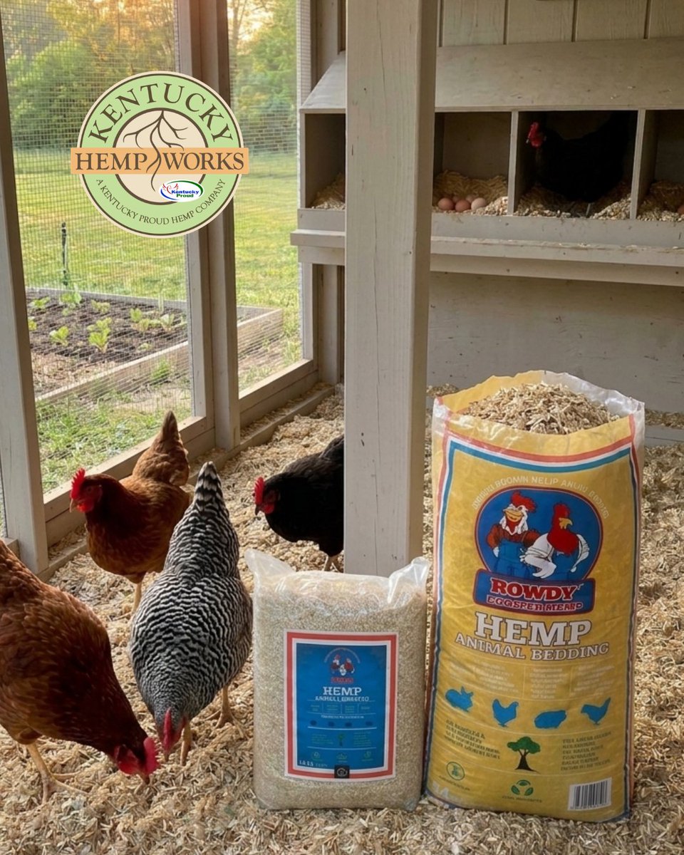 KyHempWorks's tweet photo. With late May heat rolling into Kentucky, a clean, dry coop is a must. ☀️🐓

Upgrade your summer flock with Rowdy Rooster™ #Hemp #AnimalBedding.

Why keepers love it:
✅ 4x Absorbency 
✅ Natural Odor Control 
✅ Low Dust 
✅ Zero-Waste Compost

https://t.co/oAuguxSjjh https://t.co/Q52V6wtG8b