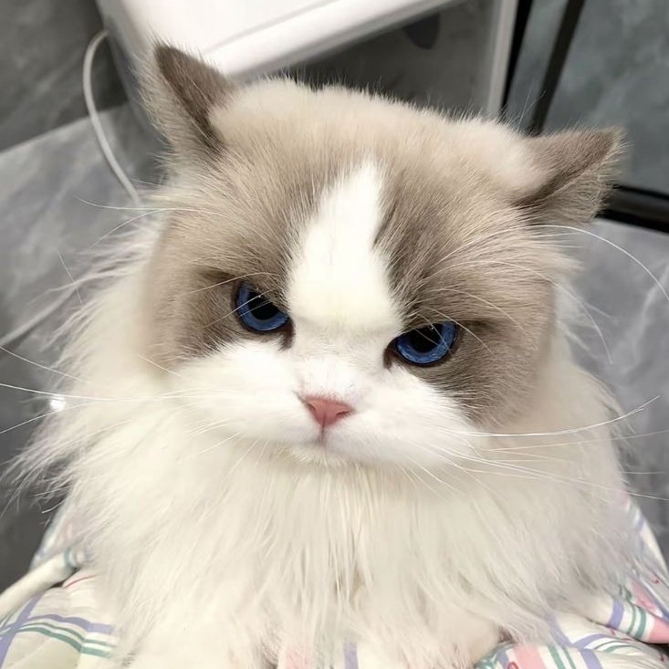 minjinasa's tweet photo. never beating the cat allegations https://t.co/zFVi9UkNDn