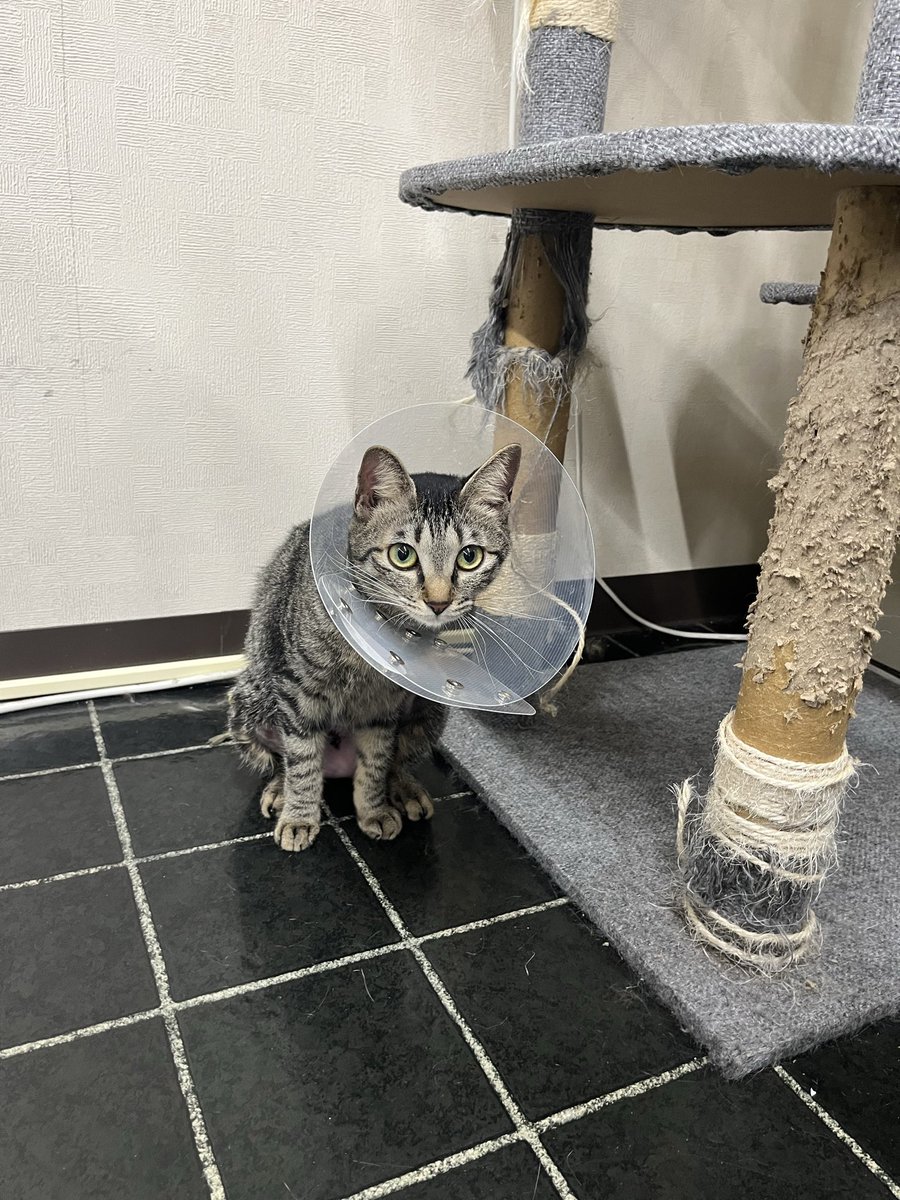 ckt_neko's tweet photo. 避妊手術終了
１号、３号、４号の手術が終わり1泊して無事に帰ってきましたー
元気そうで良かった！

＃猫好き
＃元野良猫 https://t.co/oqopiDG84e