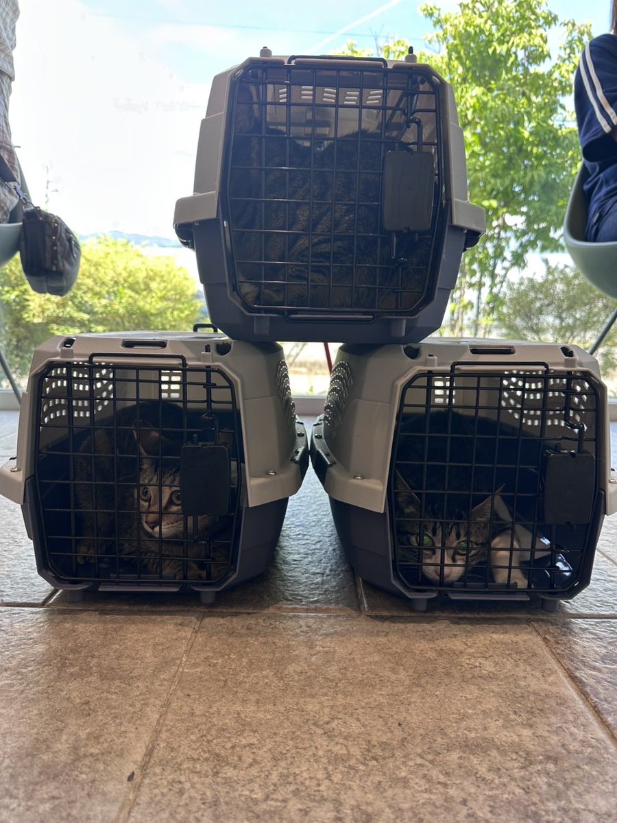 ckt_neko's tweet photo. 避妊手術終了
１号、３号、４号の手術が終わり1泊して無事に帰ってきましたー
元気そうで良かった！

＃猫好き
＃元野良猫 https://t.co/oqopiDG84e