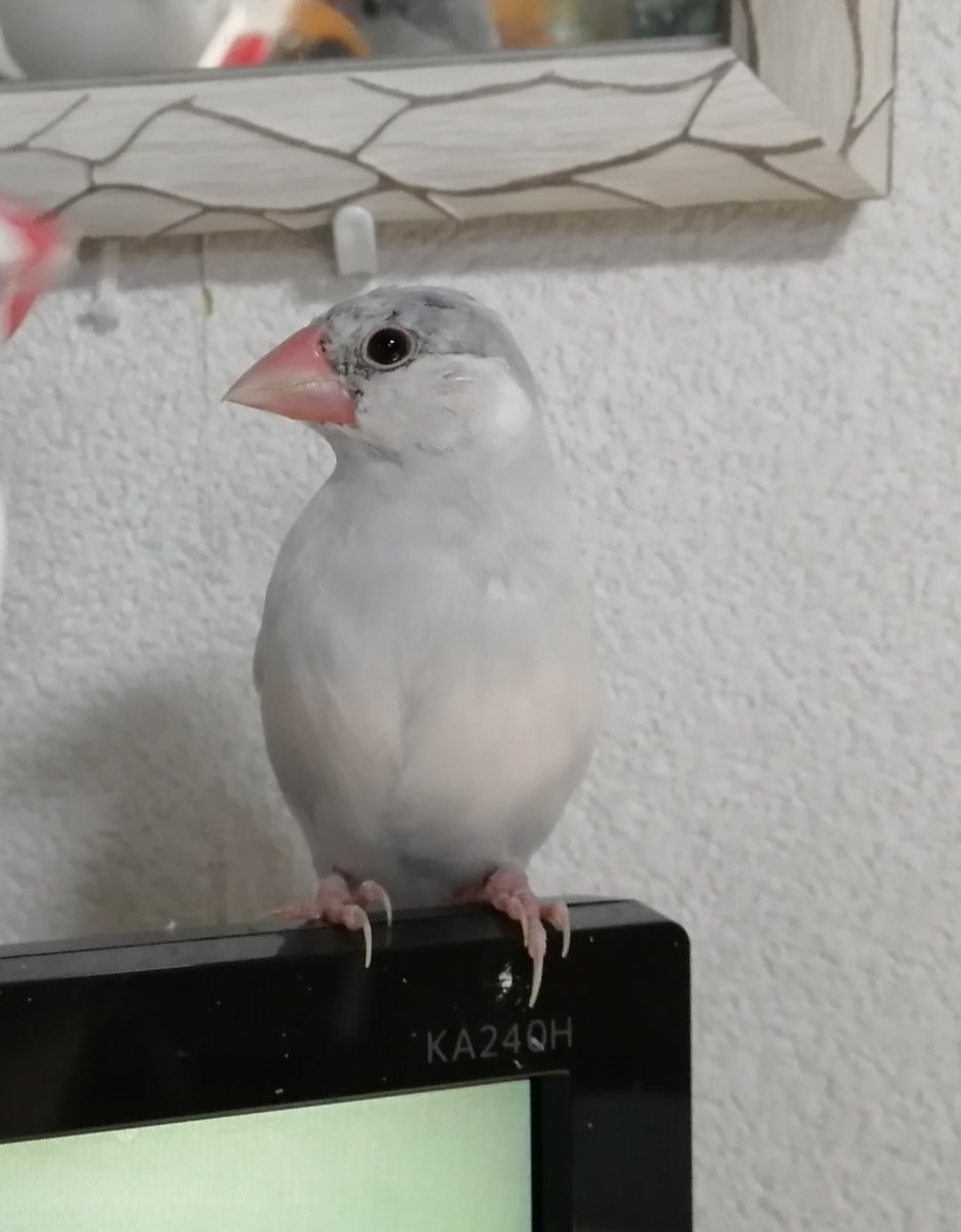iwapee's tweet photo. 【文鳥ライフ】
実はシルヴァ～文鳥を追加でお迎えしました
むちゃくちゃ可愛いが3羽増えてしまい文鳥愛ががが渋滞してます😍

先輩(先にいる2羽)ともチンピラ…いや仲良くやってます🤭
そしてちょっと横顔がエジプト文明味あるなと気づいてしまった
#文鳥 https://t.co/iQTHdrTZsR