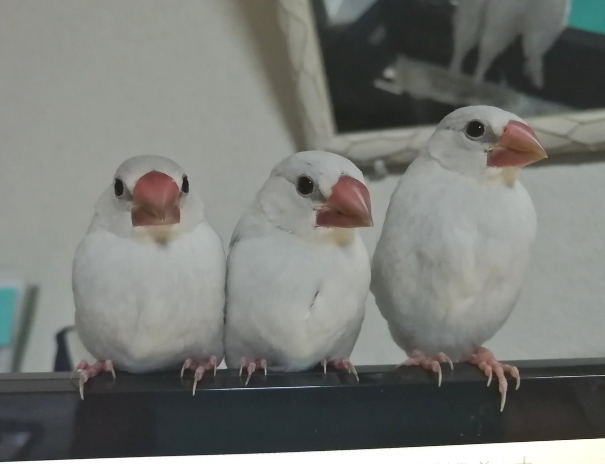 iwapee's tweet photo. 【文鳥ライフ】
実はシルヴァ～文鳥を追加でお迎えしました
むちゃくちゃ可愛いが3羽増えてしまい文鳥愛ががが渋滞してます😍

先輩(先にいる2羽)ともチンピラ…いや仲良くやってます🤭
そしてちょっと横顔がエジプト文明味あるなと気づいてしまった
#文鳥 https://t.co/iQTHdrTZsR