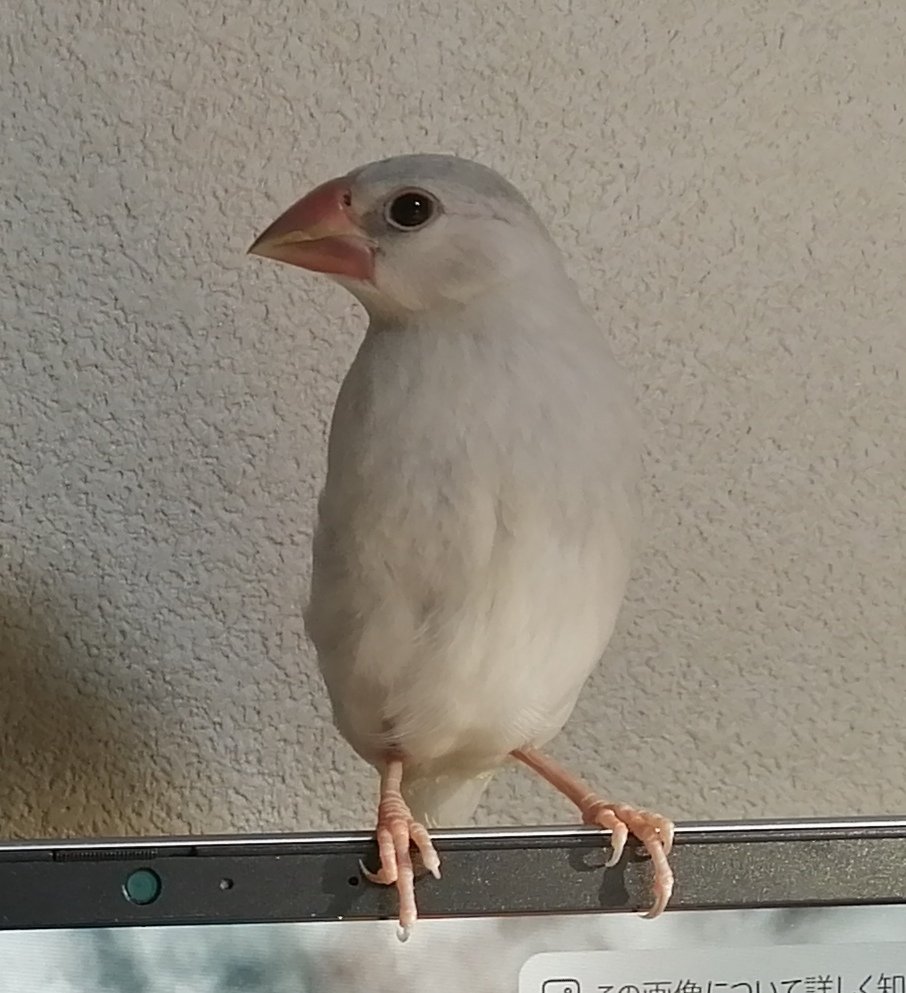 iwapee's tweet photo. 【文鳥ライフ】
実はシルヴァ～文鳥を追加でお迎えしました
むちゃくちゃ可愛いが3羽増えてしまい文鳥愛ががが渋滞してます😍

先輩(先にいる2羽)ともチンピラ…いや仲良くやってます🤭
そしてちょっと横顔がエジプト文明味あるなと気づいてしまった
#文鳥 https://t.co/iQTHdrTZsR