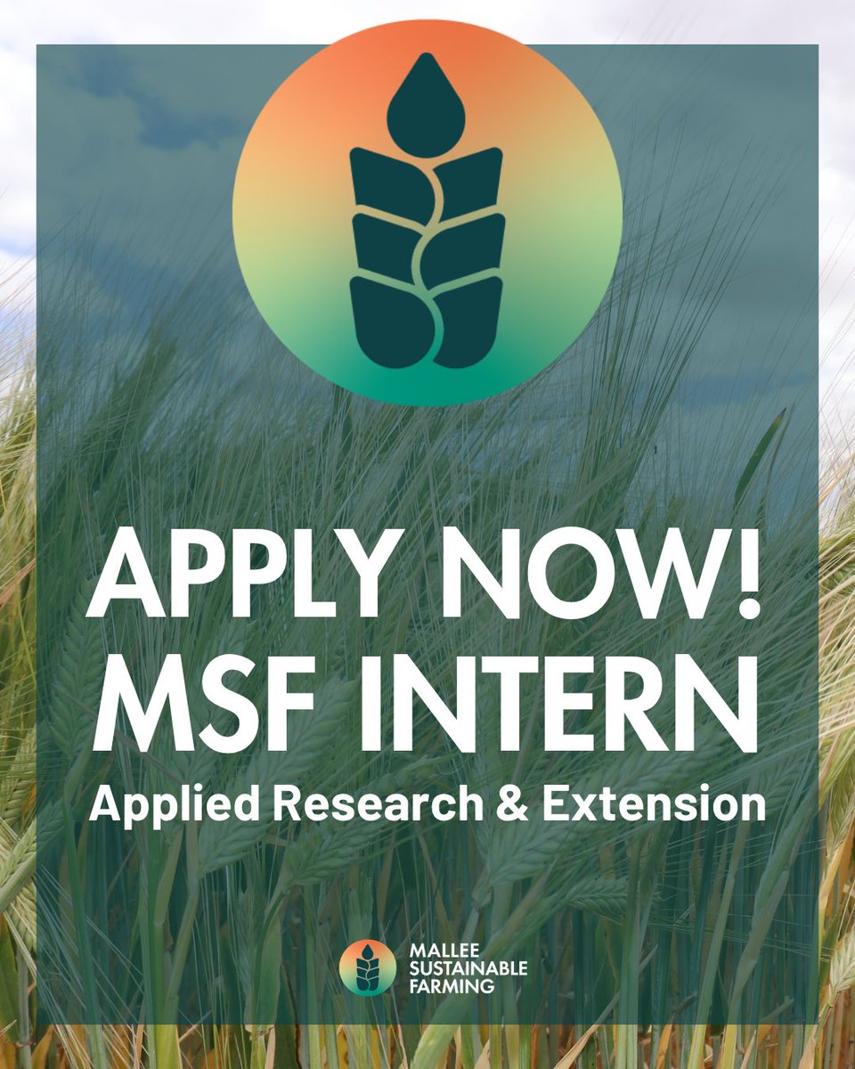MsfMallee's tweet photo. 🌾 Launch your career where research meets real-world farming.

Join MSF's Regional Internship in Farming Systems and Applied Grains Research & Extension. 
Work alongside growers, researchers and industry leaders tackling challenges in low rainfall farming systems across the SA, VIC and NSW Mallee.

🚜 Field trials & applied research
📊 Data collection & analysis
🌱 Grower engagement
🎤 Field days & industry events

🌾 Regional Internship | Tailem Bend, SA
📅 Applications close 30 June 👉 https://t.co/SbitCuFiuW

Build your skills. Grow your network. Help shape the future of Australian agriculture.

#AgCareers #GraduateProgram #GrainsResearch #AgriculturalResearch #BroadacreFarming #MalleeFarming