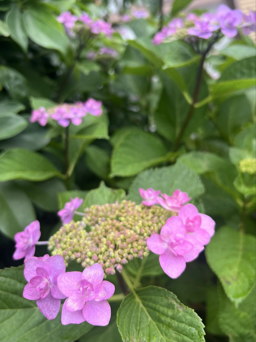 orange396600921's tweet photo. .
#紫陽花日和

我が家の紫陽花
咲きました…ꕤ︎︎·͜·💠

やっぱり
雨が似合いますね https://t.co/MIYxlXoglG