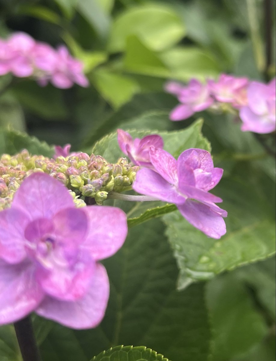orange396600921's tweet photo. .
#紫陽花日和

我が家の紫陽花
咲きました…ꕤ︎︎·͜·💠

やっぱり
雨が似合いますね https://t.co/MIYxlXoglG