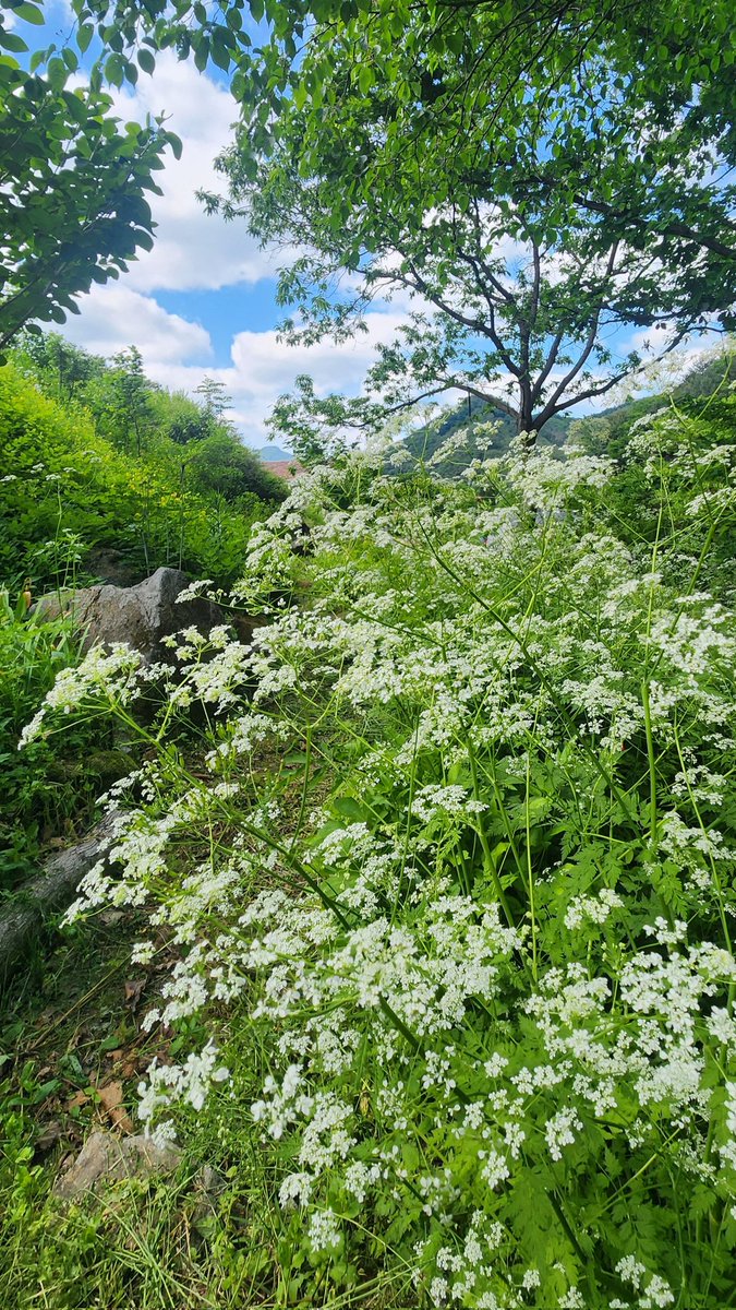 daepali's tweet photo. 내가 게을러서 

점점 더
자연스러워지는 
실개천정원 https://t.co/HuD3uftew2