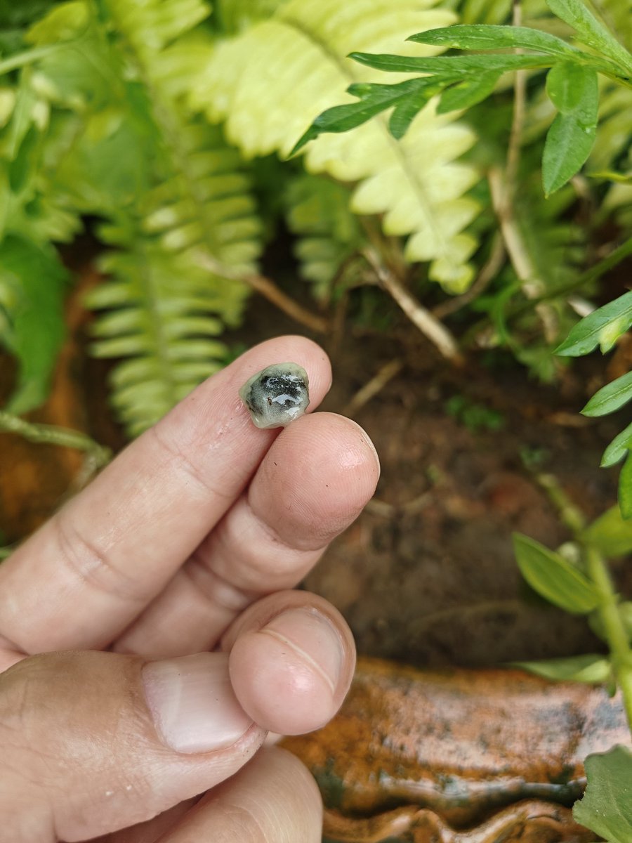 ChakmaTarit's tweet photo. On experimental basis,had this banana seed put in the pot.. Never expected a banana plant so soon! 🍀 🍌 

Note: Banana plants are always propagated from stems only and not from seeds..
#NatureHobby https://t.co/XoOmyYVyfD