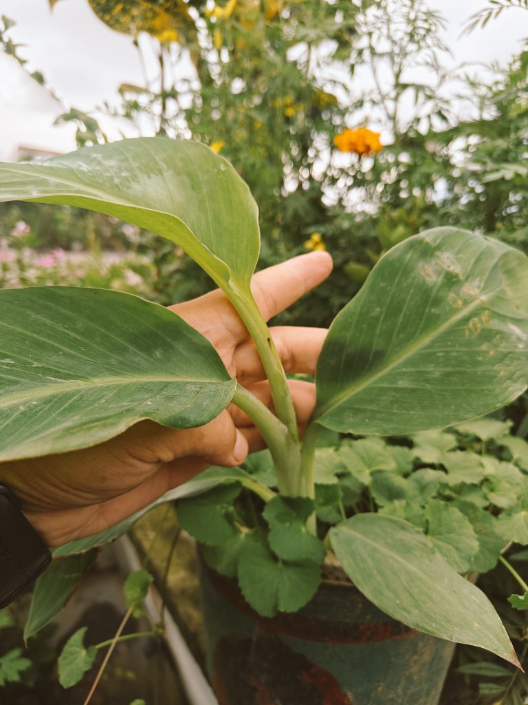 ChakmaTarit's tweet photo. On experimental basis,had this banana seed put in the pot.. Never expected a banana plant so soon! 🍀 🍌 

Note: Banana plants are always propagated from stems only and not from seeds..
#NatureHobby https://t.co/XoOmyYVyfD