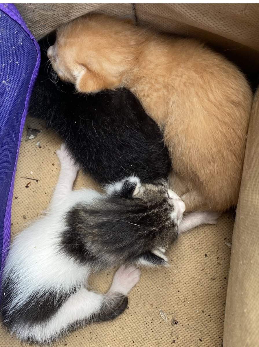 kt_krotorrr's tweet photo. ตอนนั้นเปิดห้องเก็บของไปเจอลูกแมว 3 ตัว คือไม่ต้องสืบว่าใครเป็นแม่ https://t.co/R1Mq7Slf08