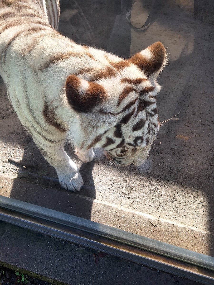 mnmmnmmnm373's tweet photo. ツキちゃんのふわふわのおでこ😍 https://t.co/fMkCTYeb0f