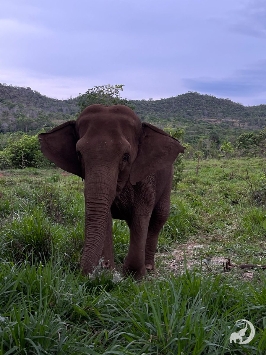 Global Sanctuary for Elephants tweet media