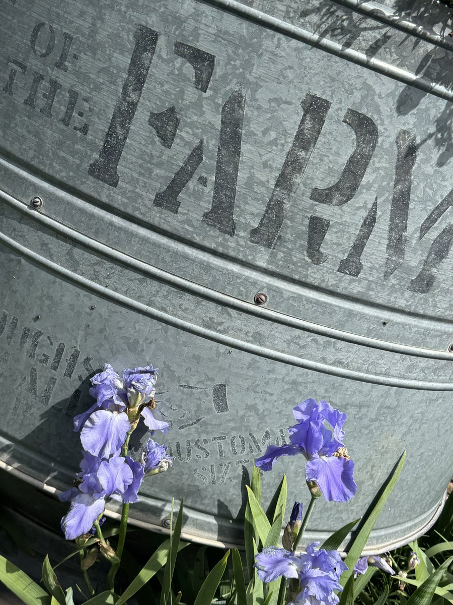Ashlee57_'s tweet photo. Iris are in full bloom ♥️♥️ https://t.co/ahVPdjmgJa