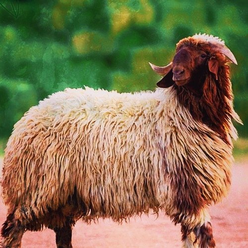 K_TheRebel's tweet photo. هل تخيلت يوماً أن قطراتٍ من الدم قد تكون أثقل في ميزانك من جبال الذهب؟!

​في أفضل أيام الدنيا، تتسابق الملائكة لكتابة أجور المضحين تحديدا؛ فإراقة الدم بالذبح عبادة فريدة اختص بها الإنسان وحده دون المخلوقات طواعيةً وتقرباً لخالقه، وتجسيداً لمعنى التسليم المطلق لله!

​يقول النبي ﷺ مبيناً أفضل عمل في هذا اليوم:
​((ما عمل آدمي من عمل يوم النحر أحب إلى الله من إهراق الدم، وإنها لتأتي يوم القيامة بقرونها وأشعارها وأظلافها، وإن الدم ليقع من الله بمكان قبل أن يقع من الأرض، فطيبوا بها نفساً)). [رواه الترمذي وابن ماجه، وضعفه الألباني وحسنه آخرون من أهل العلم].

ف​عجباً لمن يتهاون في هذا الفضل العظيم وهو قادر متعللاً بحجة أنها سنة!

لو نزل بك ضيف عزيز لسارعت بذبح أثمن ما تملك إكراماً له واحتفاءً بمقدمه؛ فكيف تبخل وتتأخر حين يكون الأمر تقرباً لملك الملوك الذي رزقك من فضله وأعطاك؟

​لقد رفع الله شأن النحر وقرنه بالصلاة فقال: {فَصَلِّ لِرَبِّكَ وَانْحَرْ}!
لذلك، كان النبي ﷺ حازماً بعبارة تقشعر لها الأبدان مع القادر الذي يبخل بأضحيته، فقال:
​((من كان له سعة ولم يُضَحِّ، فلا يقربنَّ مُصلَّانا)). [رواه أحمد وابن ماجه، وحسنه الألباني].

​بادر واغتنم هذا الأجر الممتد إلى يوم القيامة، فالأضحية تقوى خالصة تصعد إلى السماء، مصداقاً لقوله تعالى: {لَن يَنَالَ اللَّهَ لُحُومُهَا وَلَا دِمَاؤُهَا وَلَٰكِن يَنَالُهُ التَّقْوَىٰ مِنكُمْ}.

ضحِّ، وطِب بها نفساً، ألا يكفيك أنه أفضل عمل في أفضل يوم بالسنة عند الله!