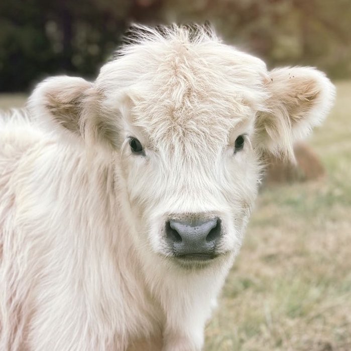 jack wolfe as cows tweet media
