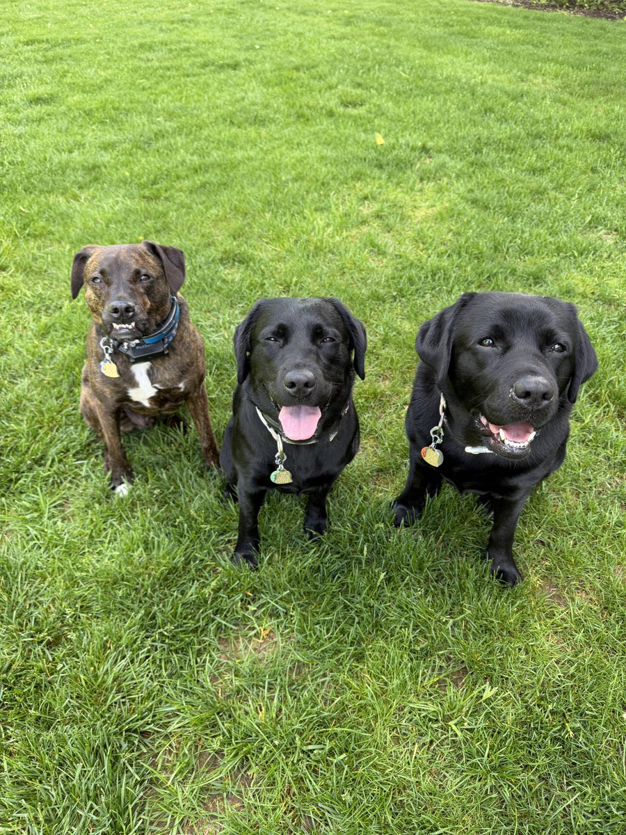 fourmeows's tweet photo. Happy #TeefOutTuesday #TongueOutTuesday pawpals!💙🩷💜 #rileywillowmollie #pittiemix #blacklabs #teef https://t.co/FFtgv2Lc82