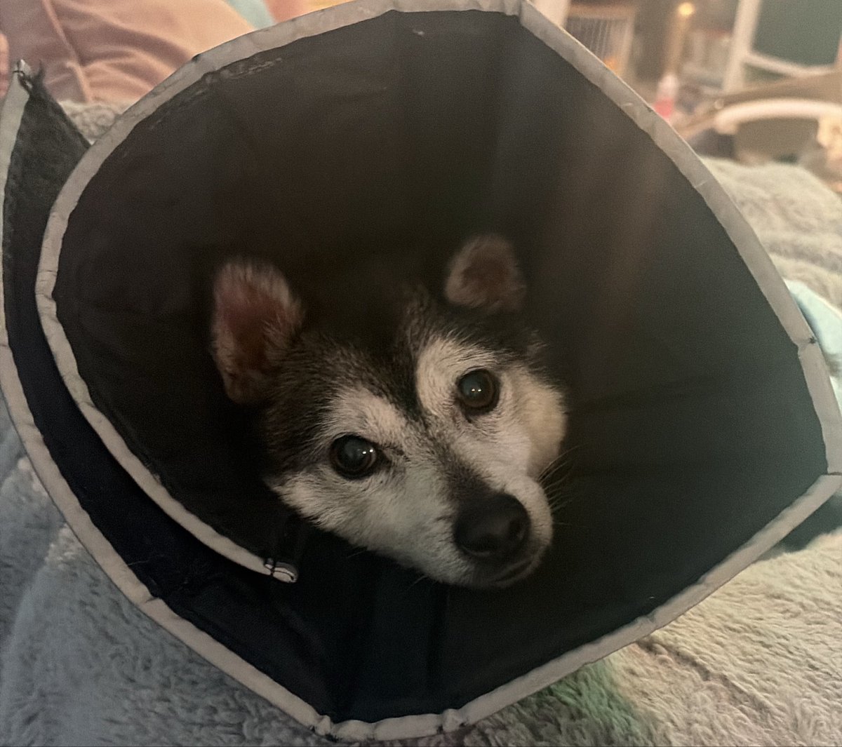MataraKan's tweet photo. My day is blessed with DOGS 

This is @anarkeeVT ‘s lil baby! https://t.co/UoYWMpxYss