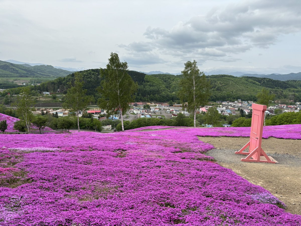5月27日、芝ざくら滝上公園の様子です 天気は晴れており芝ざくらの