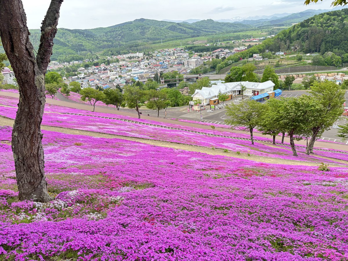 5月27日、芝ざくら滝上公園の様子です 天気は晴れており芝ざくらの