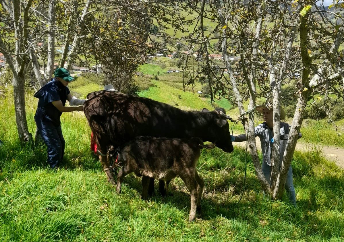 Agricultura_CZ6's tweet photo. #Azuay | Como parte del convenio con el GAD Municipal, desarrollamos protocolos reproductivos de inseminación artificial a tiempo fijo (IATF) en bovinos junto a productores de Luis Cordero Vega y Mariano Moreno, cantón #Gualaceo. 🐄 https://t.co/8Ejn5DoPl6
