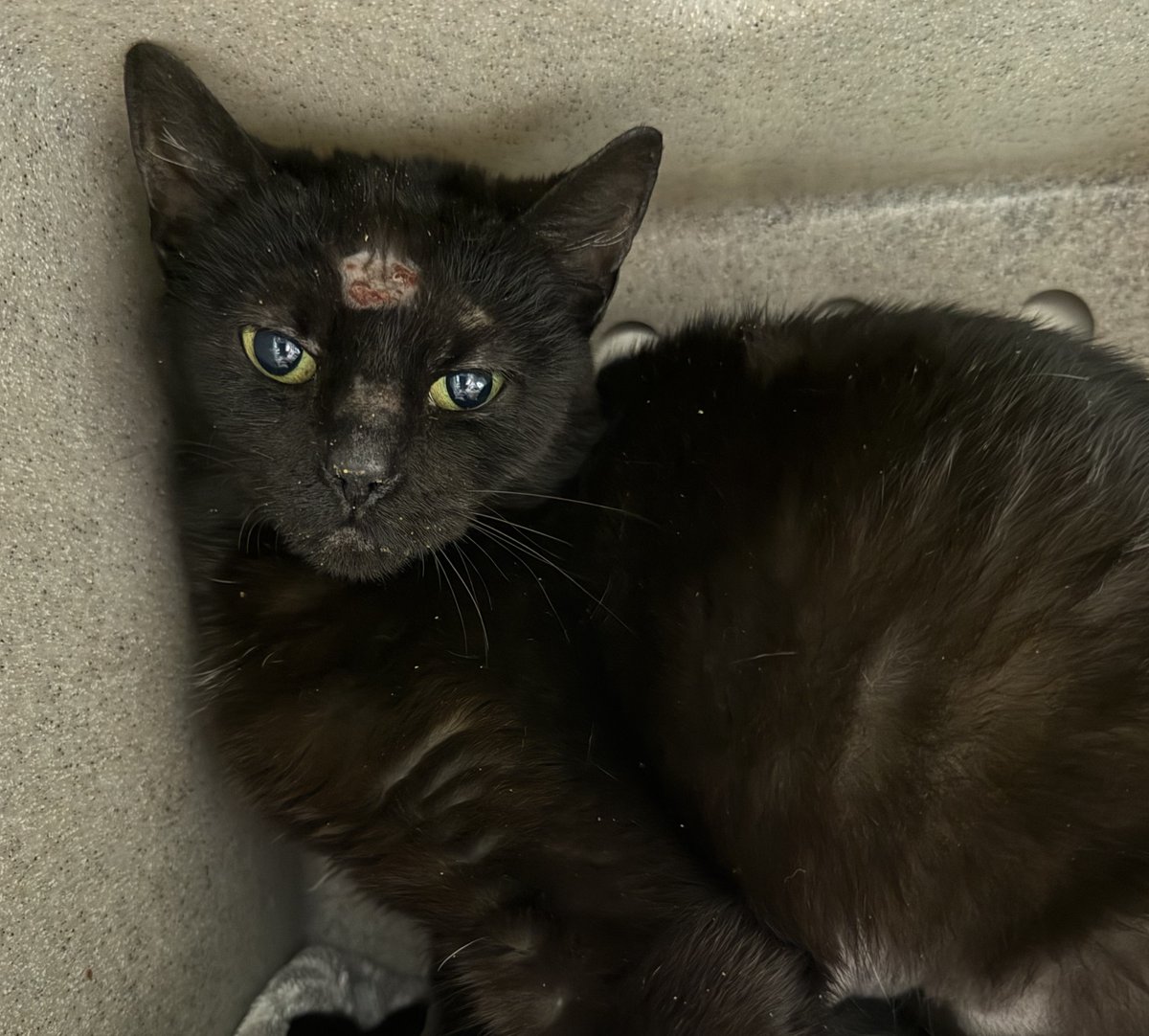 MultCoPets's tweet photo. Multnomah County Animal Services has 3 cats eligible for the Kitties For Hire program. Will you help them find the right home or business? They're fixed, vacc'd, and chipped! No fee to adopt.

https://t.co/e9k0RJMxXi

#KittiesforHire #BarnCats #MultnomahAdoptablePets https://t.co/w926LDBVRb