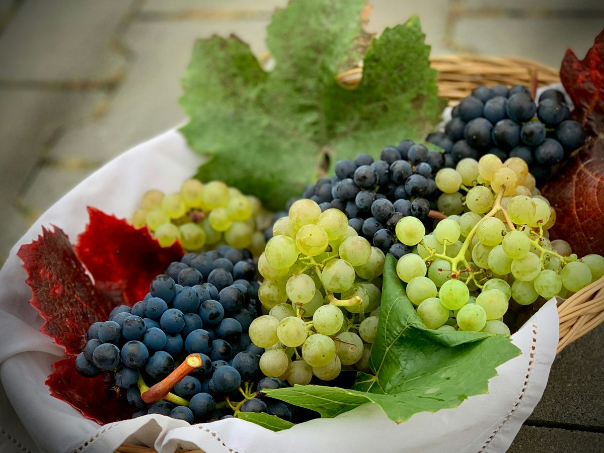 BesserwisserK's tweet photo. 27. Mai 2026 - Tag der Weintraube
Insbesondere in den USA wird heute der Tag der Weintraube (National Grape Day) begangen.
#Aktionstag #Frucht #Obst #TagderWeintraube
https://t.co/6IumJJjuDs https://t.co/lI0ALeKPZQ