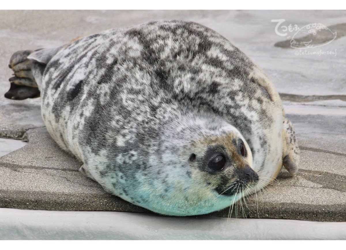 てつもふ tweet media
