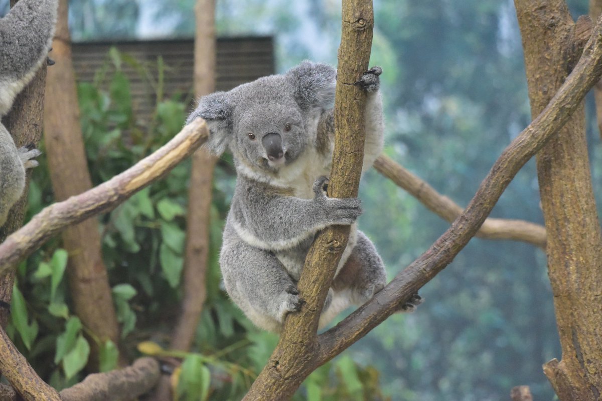スミレちゃん🐨🪵🎀 #平川動物公園 #コアラ 202605