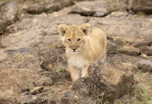 cub (baby lion) tweet media