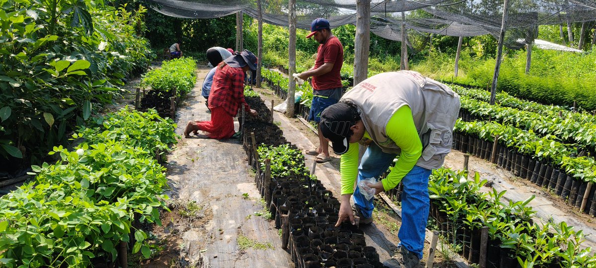 AlidaBelloS's tweet photo. Estamos ya casi listos para iniciar la restauración ecológica 2026.
#Cuautepec #GroSV https://t.co/T6GBBbHL96