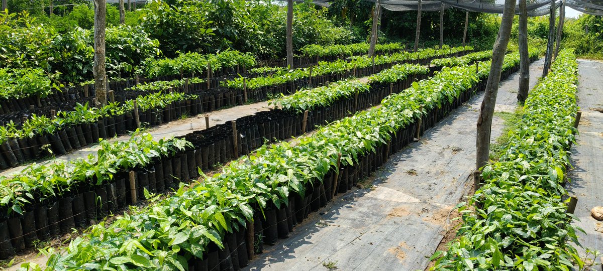 AlidaBelloS's tweet photo. Estamos ya casi listos para iniciar la restauración ecológica 2026.
#Cuautepec #GroSV https://t.co/T6GBBbHL96