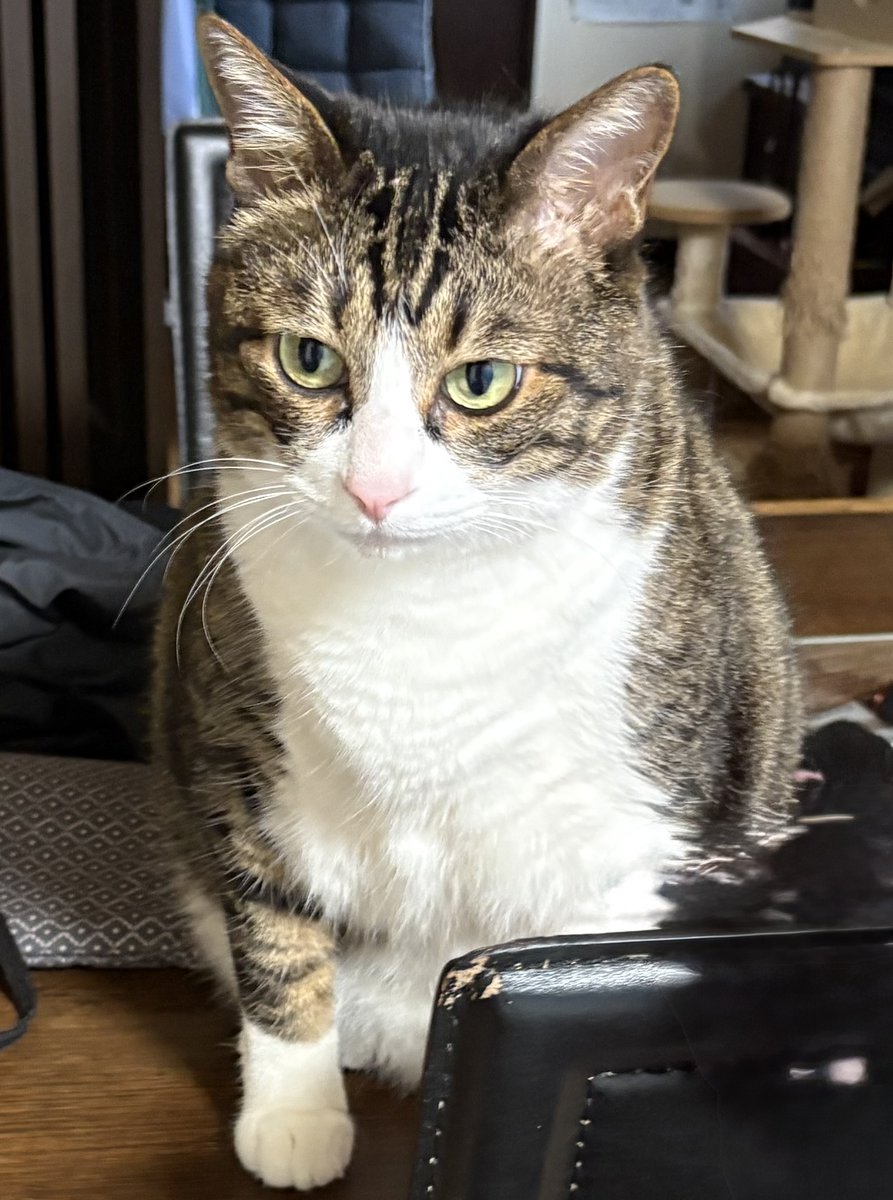 おはようにゃ😽🐾今日もよろしくでーす🌿🍃楽しい睡曜日を🐑💤 #猫好き