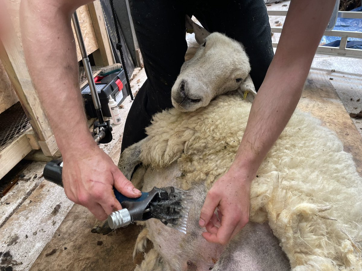 Manx Loaghtan tweet media
