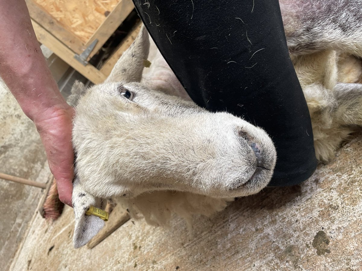 Manx Loaghtan tweet media
