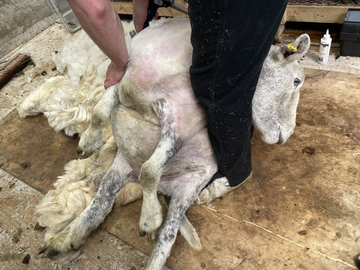 Manx Loaghtan tweet media