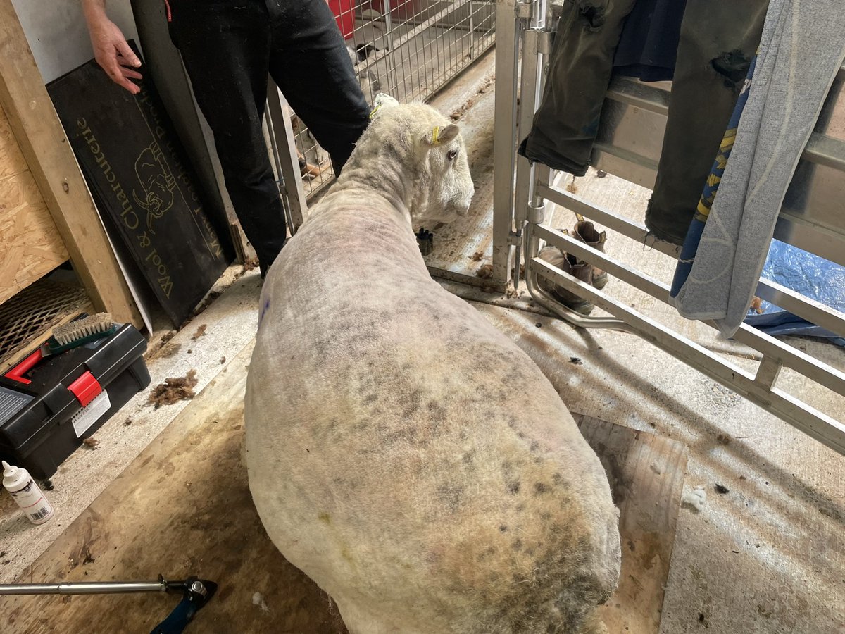 Manx Loaghtan tweet media