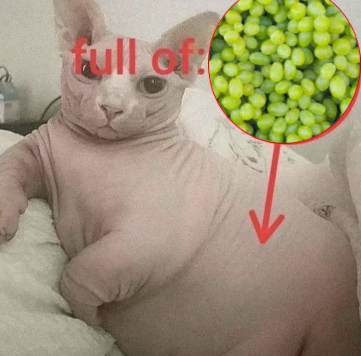 alwayswithyouhe's tweet photo. Chiquillaas, ¿ustedes tienen animales? Yo tengo 6 gatooos

#Support_Our_SevEN
#Engenes_Demand_Respect https://t.co/Wy0EFLx2gK