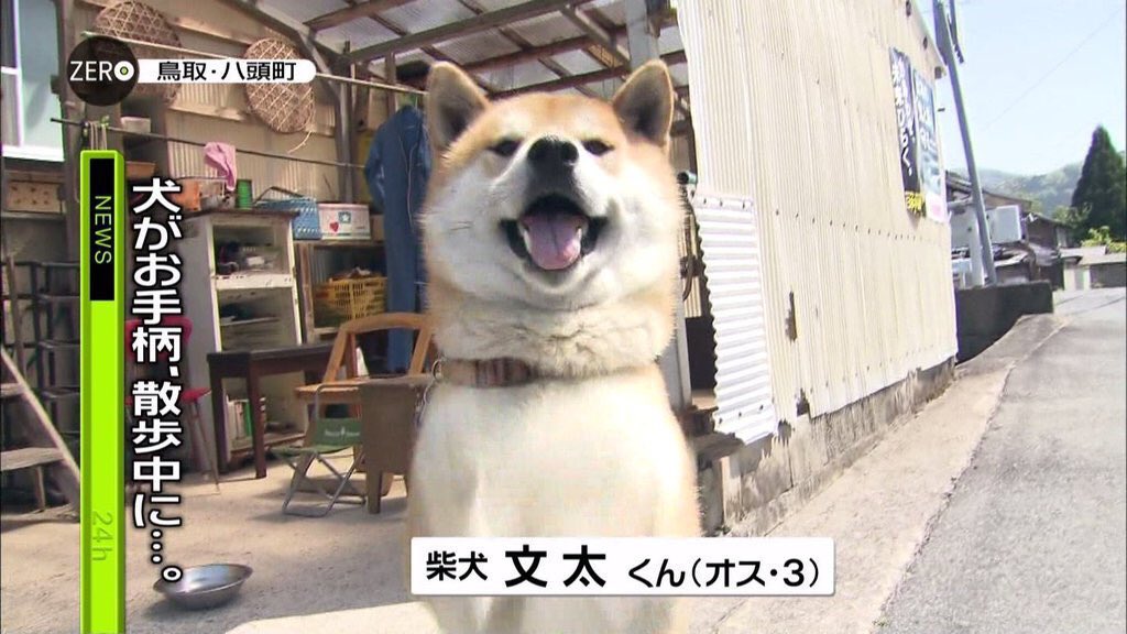 愚鈍 tweet media