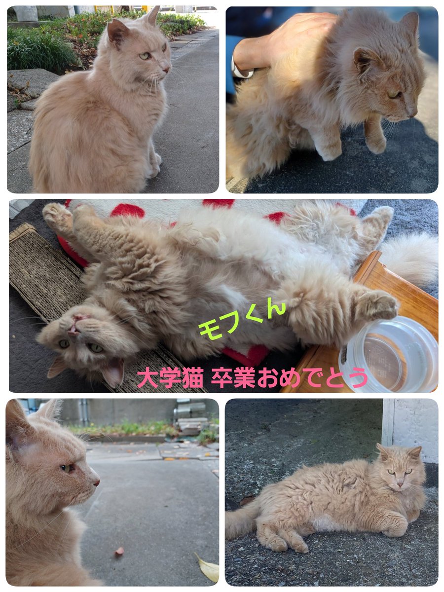 aue_Kat_Power's tweet photo. モフくん
大学猫卒業しました🎉😸
守衛猫として長年、皆様に可愛がっていただきました。ありがとうございます。モフくんお幸せに🍀 https://t.co/0teaZI4tO1